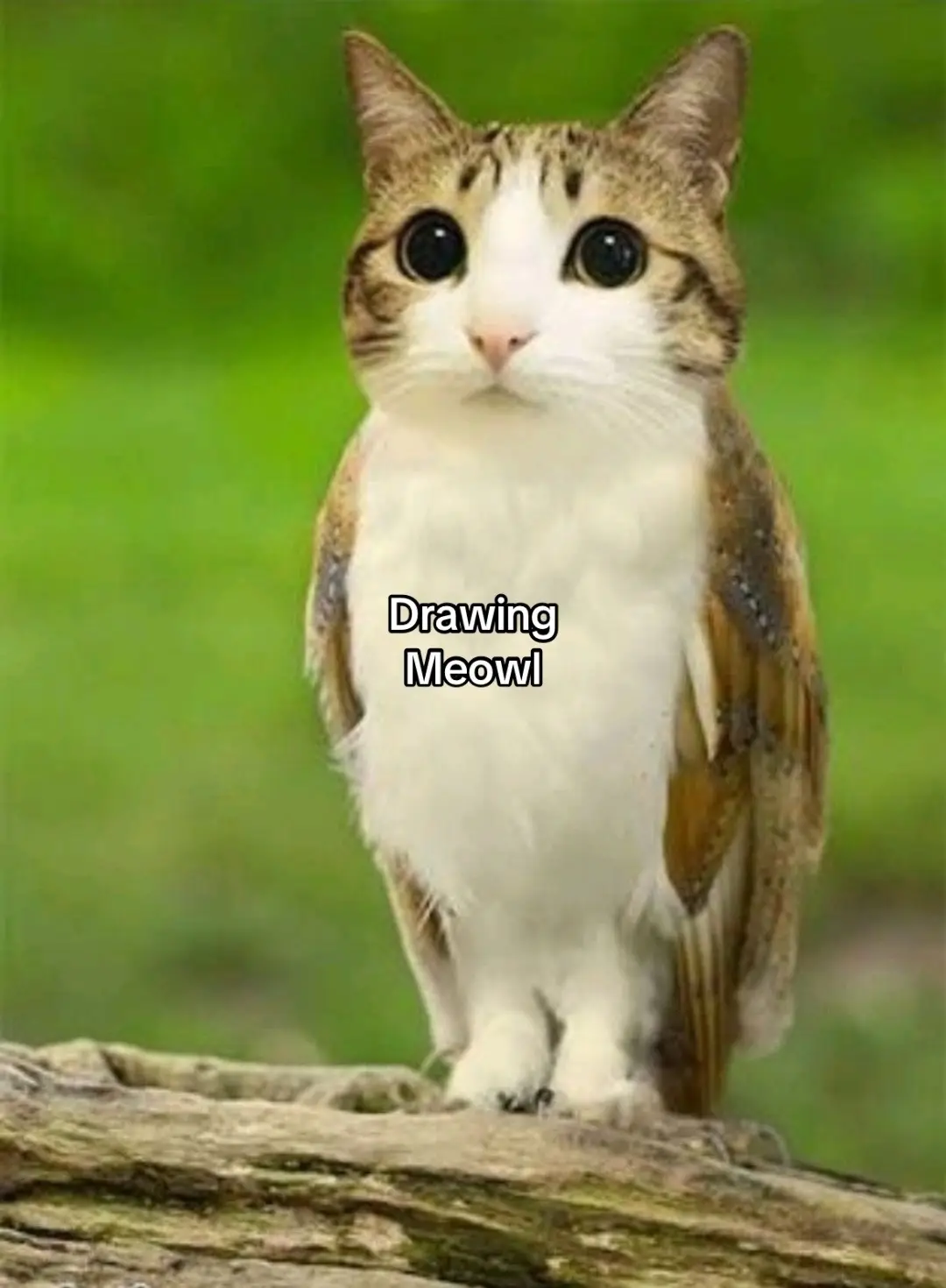I don’t show my drawings on this account that much#meowl #fyp #viral 