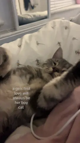 #fyp #cats #relatable #dlaciebie 