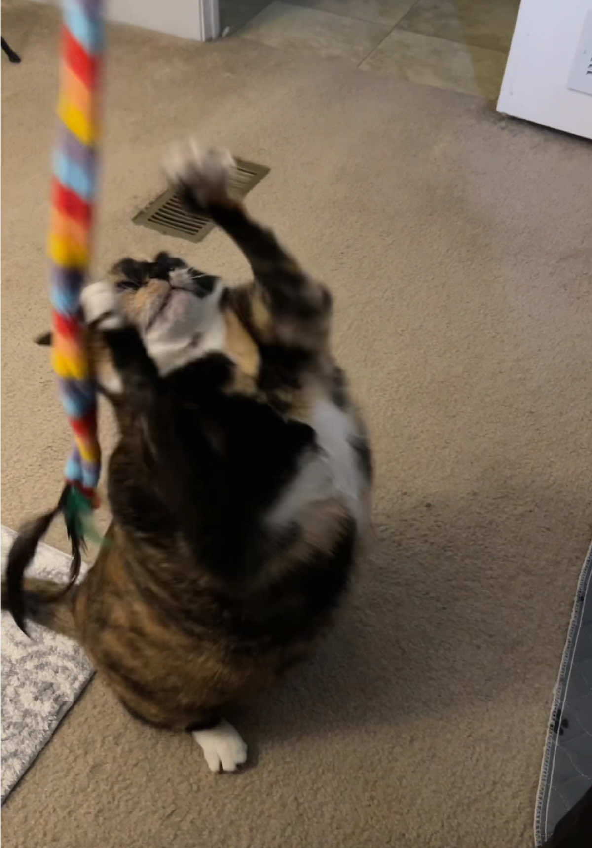 Bean loves her worm toy 😼🐈‍⬛🤍 #foryou #fyp #foryoupage #cat #cats #cattok #catsoftiktiok #animals #funnycat #animalsoftiktok 