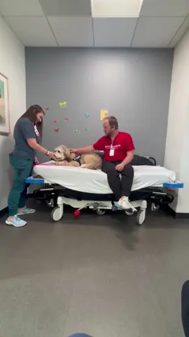 Our facility dog, Poppy, is hard at work learning the skills she’ll use to bring comfort, smiles, and support to our patients and families at Boys Town National Research Hospital. 💙 We can’t wait to see all the joy she’ll bring once she’s ready for her full-time role! #bernadoodle #therapydog #fyp #boystown