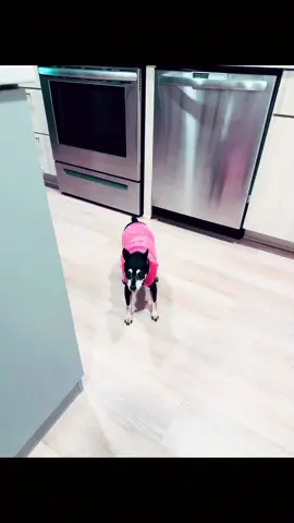 Who's the good girl? I'm the good girl. Now hand over the goods. 🐾✨😂 #funny #GlowUp #bossbitch #dogsoftiktok #snacks 