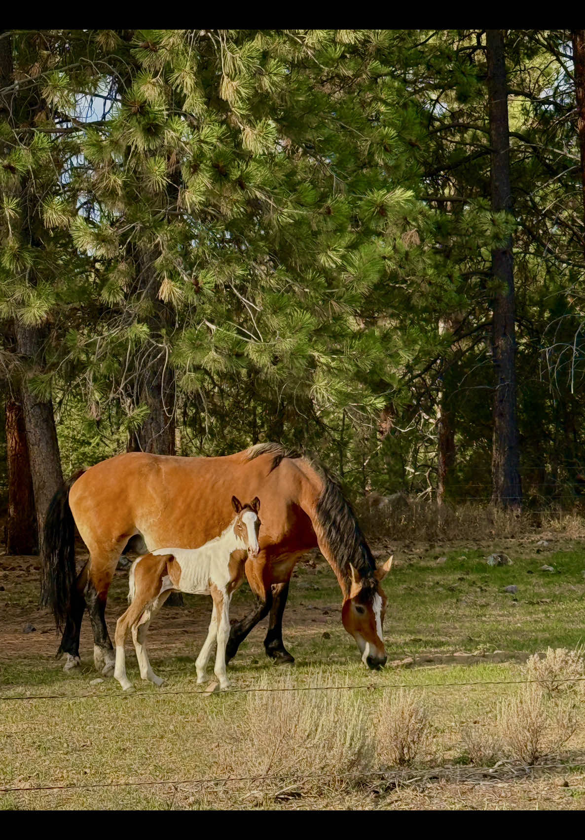 Meet our little filly in action. 🩷 Just two days old and already capturing our hearts. We’re still waiting for her personality to shine before naming her, so keep those adorable name suggestions coming!  #pawsupmontana #ranchlife #babyhorse #filly #ranch #montana 