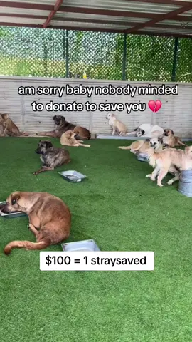 #dogrescue #dogshelter #doglovers #doglife #dogmom 