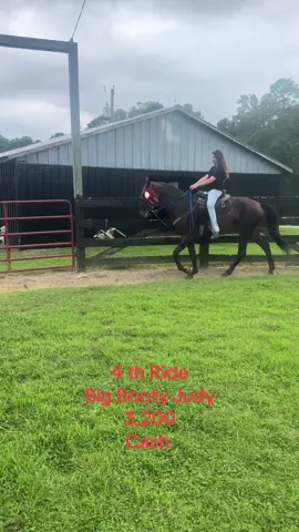 3 year old mare never, real nice mare plenty sense got make a nice racking horse.#Headhonky #speedrackinghorse #preachthegospel #