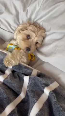 #joinwithus #PetsOfTikTok #dogs #puppiesoftiktok #foryoupage  