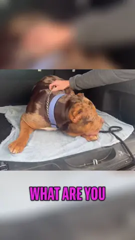'Is This Dog Too THICK? Comparing My Bully's HUGE Neck!'