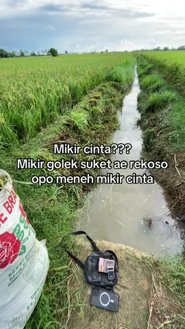 #peternak #peternaksapiindonesia #ngaritsukettttt #fyppppppppppppppppppppppp #masukberandamuu 