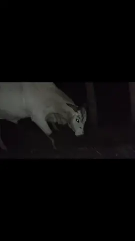 #viral🐂