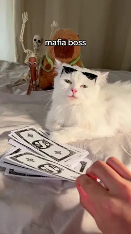 nonchalant boss #éstelle #noblepurr #nonchalant #smirk #catsmile 
