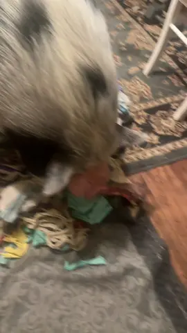 my retrieving boar 🐖 