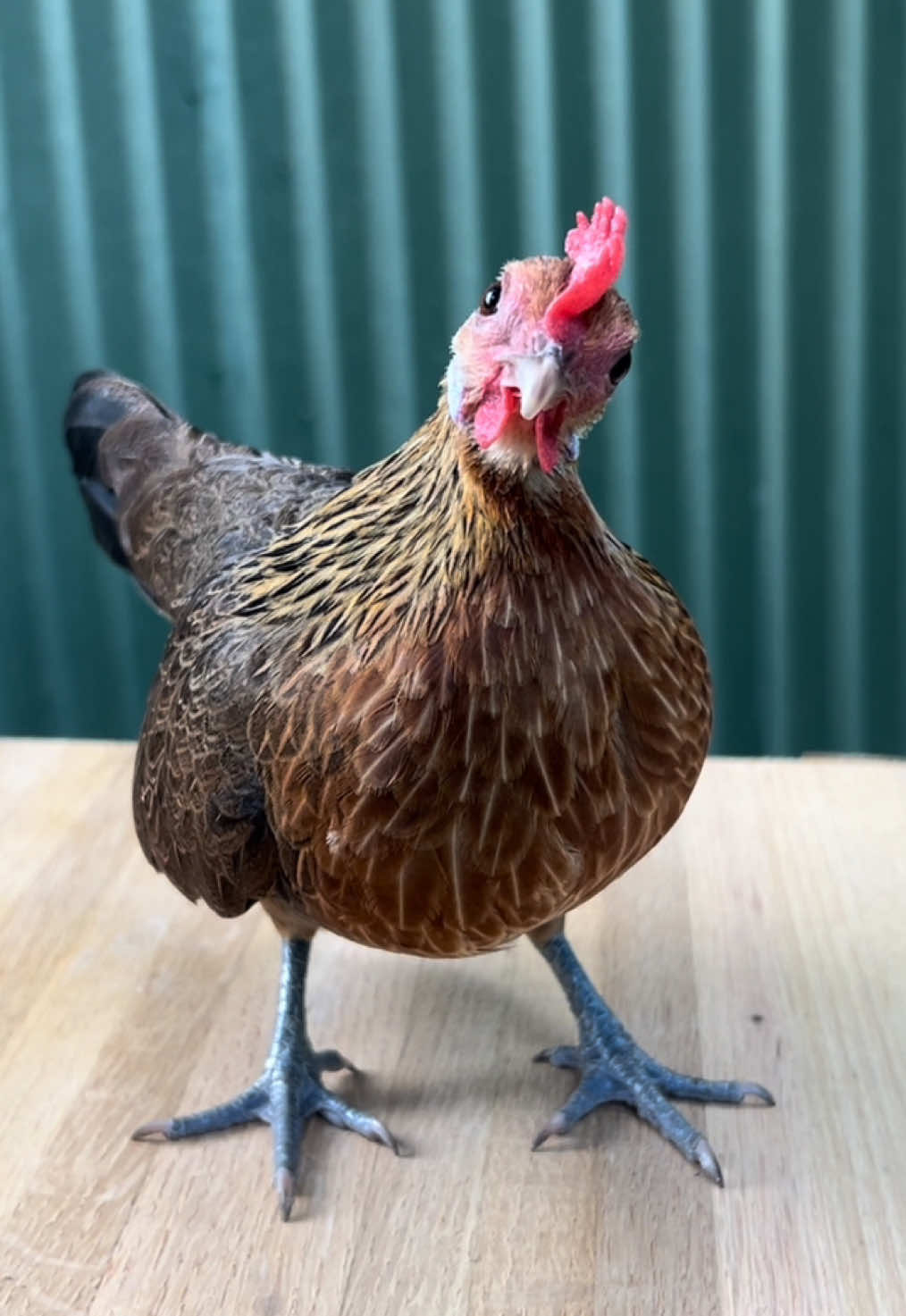 Bean is a fully grown Dutch bantam hen #chickens #bantam #chickensoftiktok #farmtok #fyp