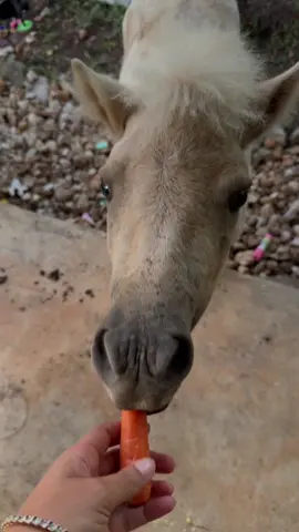 sweeties little pony babies 🤏🏽🤏🏽💕 #wlw #austin #farmlife #honeylov3r 
