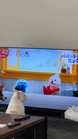 わ！？！？#フレンチブルドッグ #フレブル #フレブルのいる生活 #frenchbulldog #パペットスンスン 