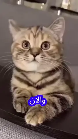 #زكية_بيبي😂😂 #اوس_اوس_كوميدي #ضحك_وناسة #قطط_لطيفة 