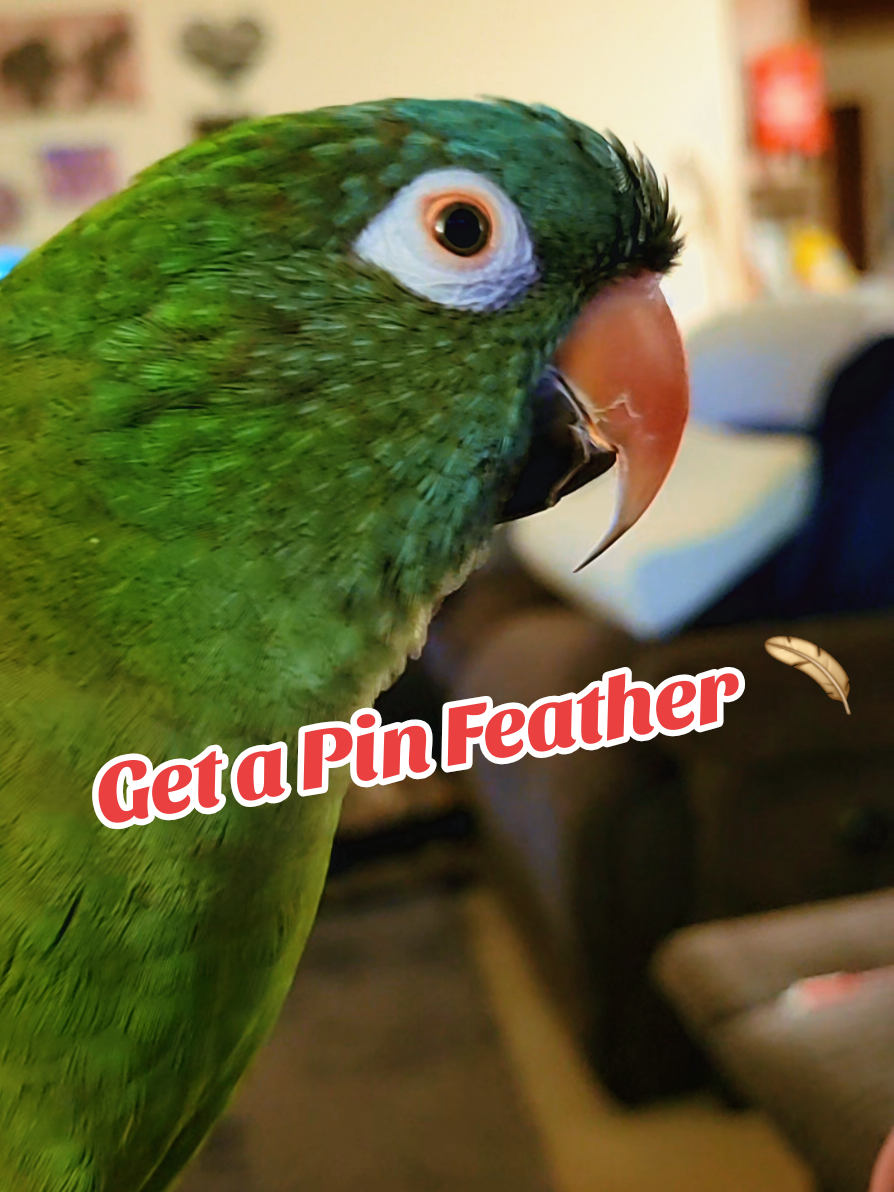 Get a Pin Feather 🪶 #talkingbirds #cutebirds #birdsoftiktok #parrotsoftiktok #bird 