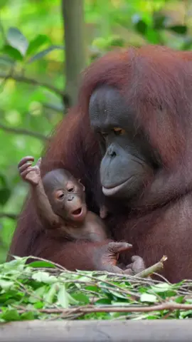 #orangutan #animals 