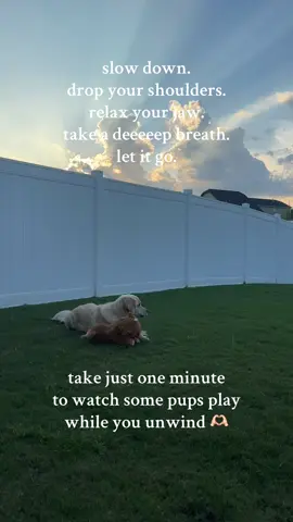 🥰🫶🏻🤍 #dogsoftiktok #goldenretriever #funnydogsoftiktok #fyp #cutedogs 
