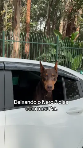 As férias do Nero começou. 1 semana inteira só na vida boa. #cachorro #doberman #nero