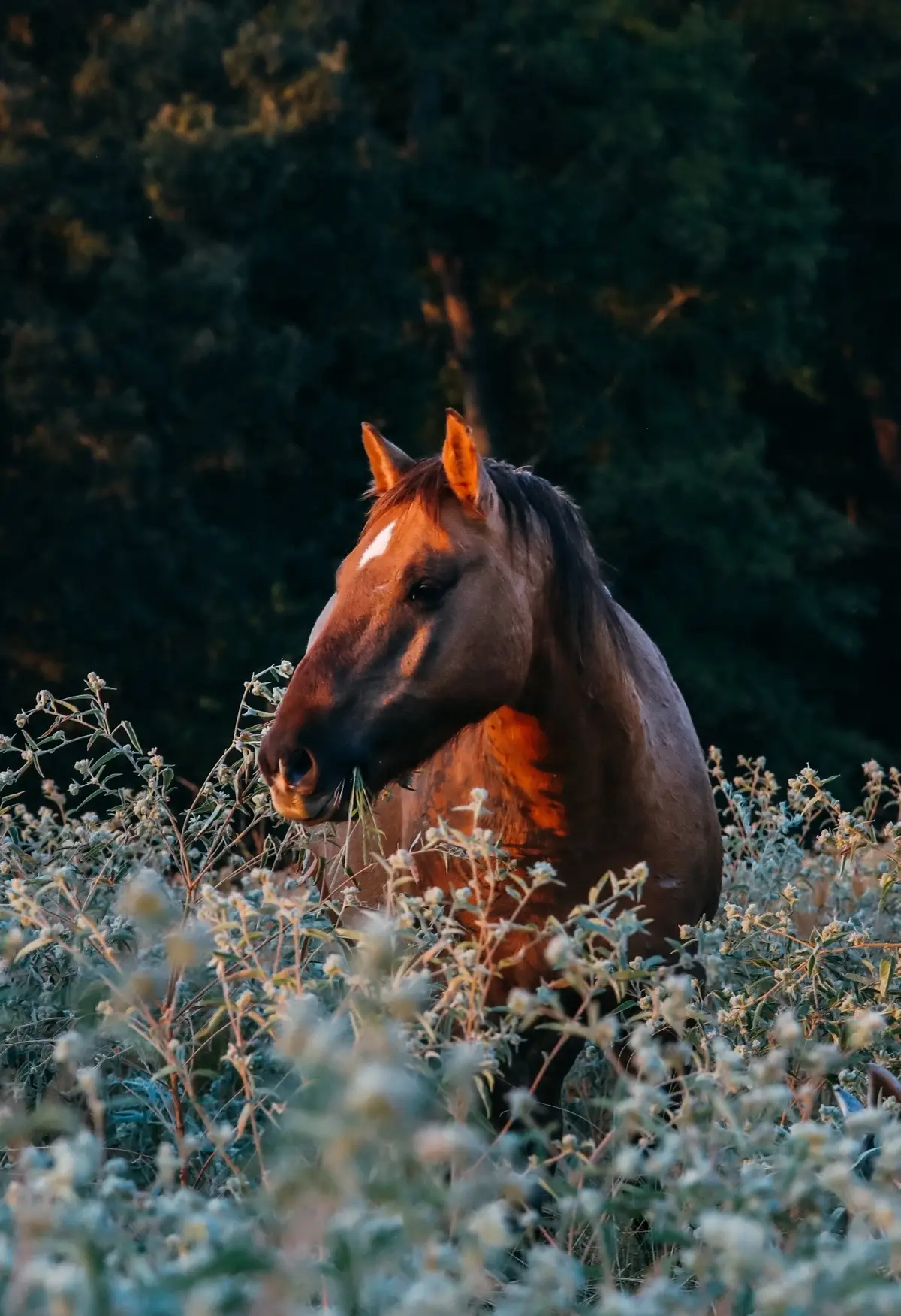 He is a member of Charger’s Band, and as a leutenant stallion (now gelding) is best friends with the other leutenant stallion (now gelding) Thunder. Charger’s Band consists of 11 horses all of which were saved and brought to Nirvana to live out their lives together in peace back in 2023! This photograph captures the essence of God present in a quiet whisper.   “The Lord said, “Go out and stand on the mountain in the presence of the Lord, for the Lord is about to pass by.” Then a great and powerful wind tore the mountains apart and shattered the rocks before the Lord, but the Lord was not in the wind. After the wind there was an earthquake, but the Lord was not in the earthquake. After the earthquake came a fire, but the LORD was not in the fire. And after the fire came a gentle whisper. When Elijah heard it, he pulled his cloak over his face and went out and stood at the mouth of the cave.” -1 Kings 19:11-13   ➡️ This photograph is available as a canvas print! To get one for your home, office, or for a horse/nature loving friend, tap the link in our bio & click the link ”Shop our Fine Art Collection” button 🐴 All proceeds support our herd of rescued mustangs, so you can purchase knowing you get to enjoy the beauty of this art in your own home AND that your money went to a great cause- helping the majestic mustang on your walls receive all the care they’ll ever need, while staying safe & free in sanctuary 🐴