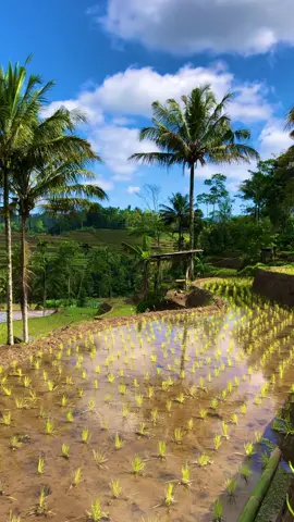 Sampurasun,Ada yg kangen kampung halaman#reels__tiktok #kampungkuring #lemburkuring #suasanapedesaan #suasanapesawahan #pilemburanendah #vlogpedesaan#sulingsunda #tasikmalaya_jawabarat #fyp #fyp #fyp 