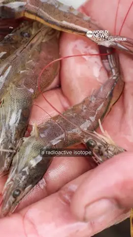 The #FDA is warning the public not to eat, sell or serve certain Great Value #raw #frozenshrimp sold at #Walmart due to possible contamination with Cesium-137, a #radioactive isotope. An #investigation is underway. Mary Bruce reports. #WorldNewsTonight #News #Food #Recall