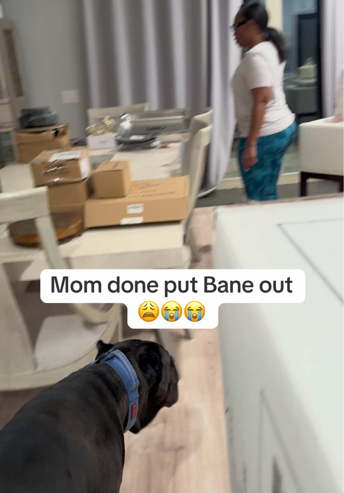Bane got his own living room outside  #raisingbane #Banethedog #Bigdogs #funnydogvideos 