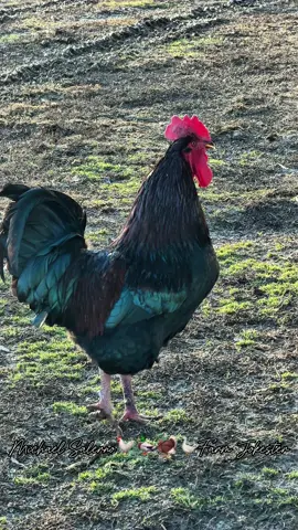 Queen Anna of the High Cooplands is summoned! Anna!, Ooooh Anna!, Aaannnnaaaa!!  The Extended Version To Annoy That Special Someone #anna #backyardchickens #chickens #rooster #michaelsalerno 
