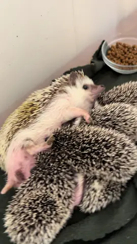 Bambi is a very patient mom #foryoupage #hedgehog #pets #babyanimals #nursing 