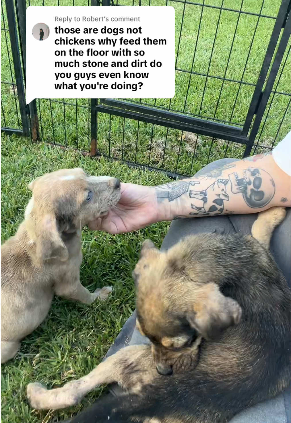 Replying to @Robert #reply #comment #rescue #puppies #fyp