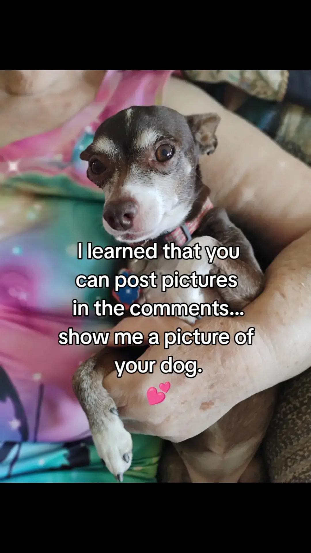 A sweet little one needs positive vibes... She is having heart troubles and so is my mom, who is holding her. ((hugs)) #chihuahuastiktok #dogmom #cutedog #PetsOfTikTok  #dogsoftiktok 