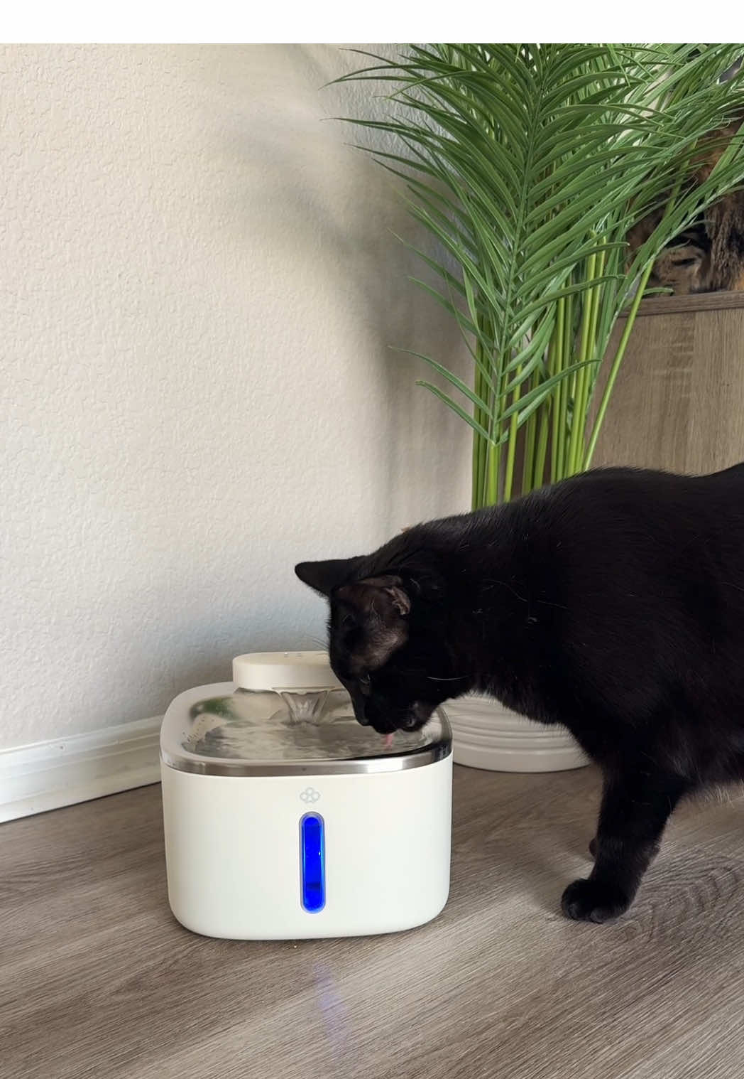 A hydrated cat is a happy cat #catsoftiktok #catlife #catmom #oneisall #catlovers 