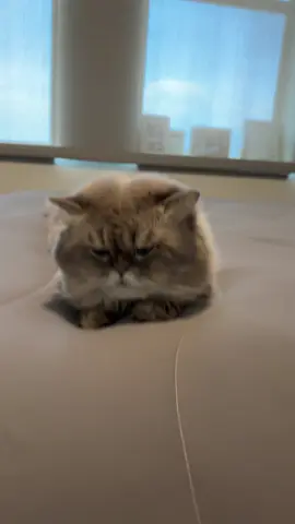 Bendy lil fella #fyp #funny #catsoftiktok 