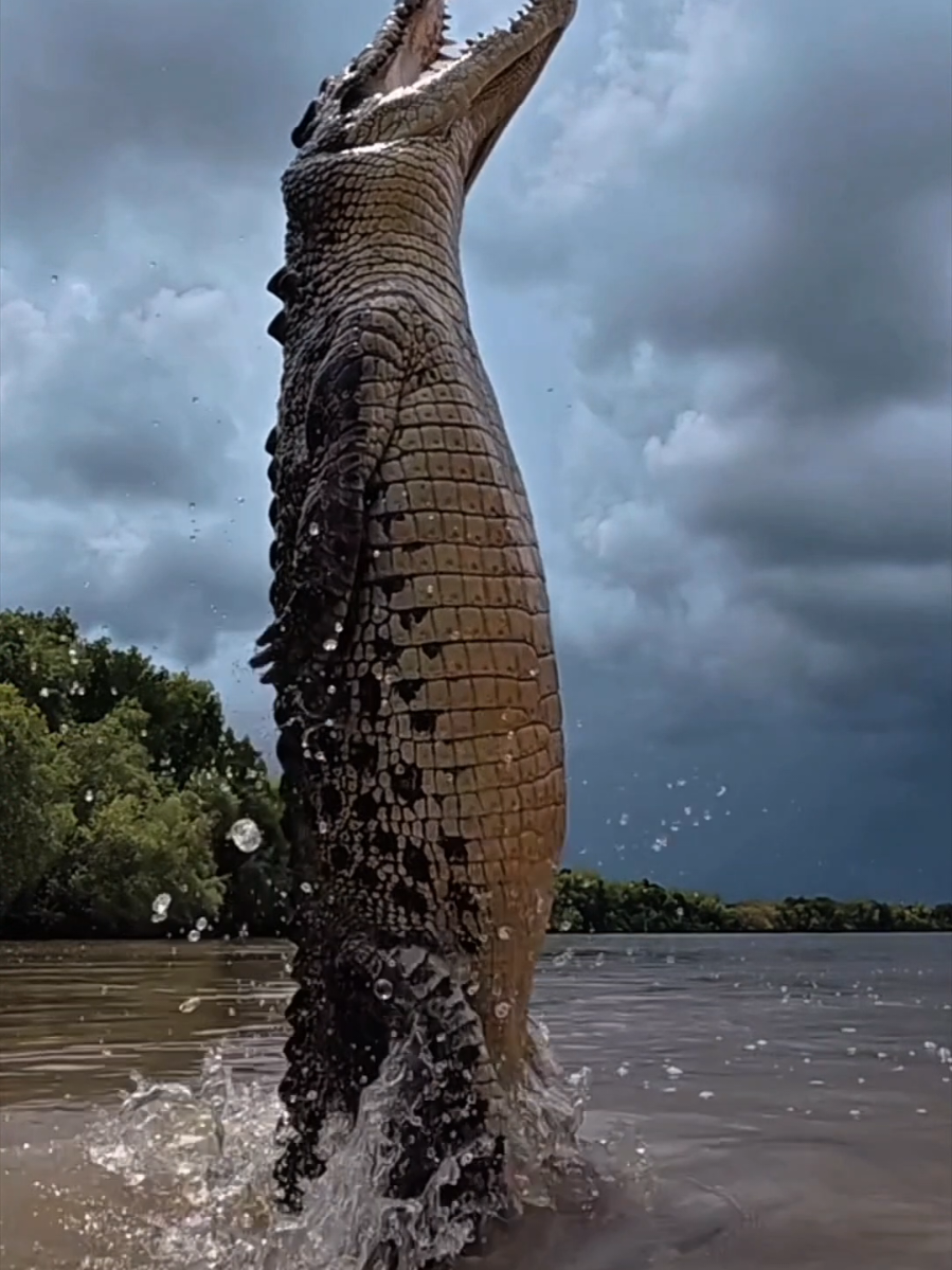 Saltwater crocodiles possess remarkably strong tails, enabling them to propel themselves vertically out of the water to a distance exceeding half their body length. This behavior is consistently observed in saltwater crocodiles, from the juvenile stage through to adulthood. #crocodile #wildlife #wildlifeanimals #viralvideo #creatorsearchinsights  🎥 wildmanadventures /ig