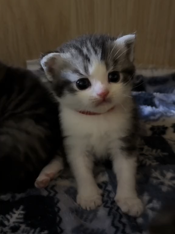 Nossa que fofura de gatinho. #FofuraSemFiltro #FofoÉPouco #CrescendoComAmor #CenasDoCoração