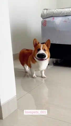 Funny Corgi.#dog #dogs #dogsoftiktok #funny #foryou #funnyvideos #viral #usa #fypシ #funnymoments #funnytiktok #cute #fyp #funnydog 