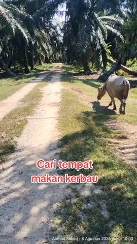 Cari tempat makan kerbau  #kerbau #sawit #hewan #karyawan #kebunsawit 