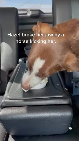 #brokenjaw #ranchlife #accident #dogsofttiktok #followformorevideo 