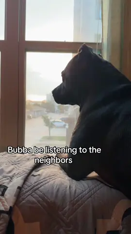 A nosey dog 😂 #dogs #dogsoftiktok #humor #neighborhood 