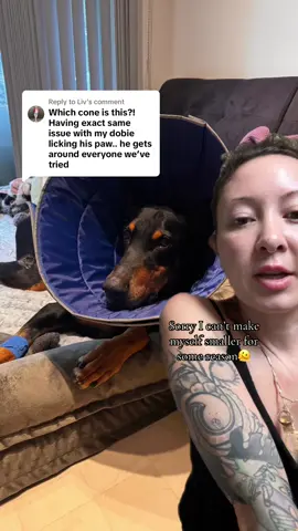Replying to @Liv this is the 5th cone I’ve bought for Xan and hopefully the last #kvpvet #conedog #surgery #doberman #softcone #coneofshame @kvpvet 