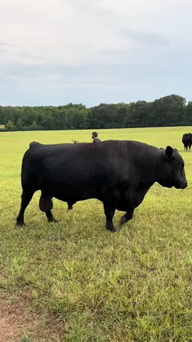 #arkansas #cows #cowsoftiktok 