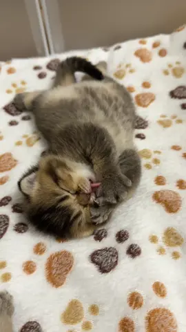 #kitten #fy #bkh #cat 