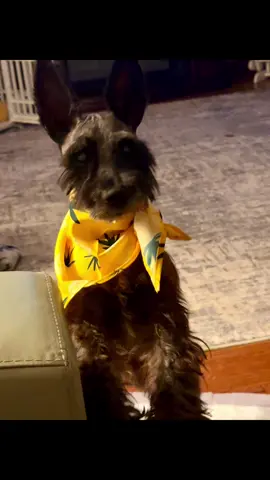 Yall. I thought this bandanna had pineapples on it. Not 💨 leaves. 🤣🤣🤣 🆘 #dogmom #schnauzersoftiktok 