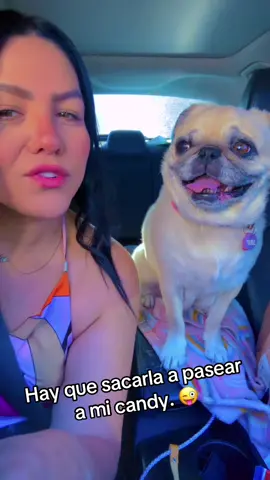 #pugsoftiktok #candy #fypシ゚viral 