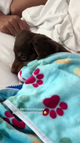 #minidachshund #dachshund #fyp #xyzbca #puppy 