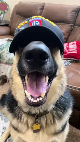 #thelifeofkodiak #funnygsd #germanshepherd #dog #gsd 
