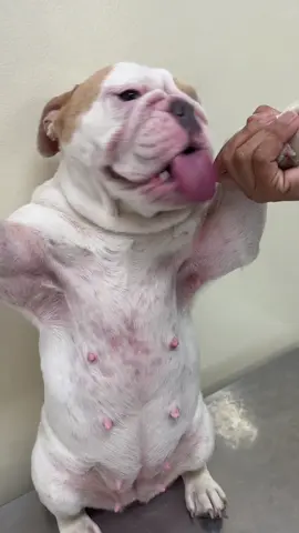 Los problemas Dermatológicos a menudo suelen ser extremadamente frustrantes por lo cual requieren de un Dermatólogo Veterinario para ser resueltos.