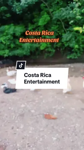 Costa Rica Entertainment #costarica🇨🇷 #farmanimals #pigsoftiktok #centralamericatravel 