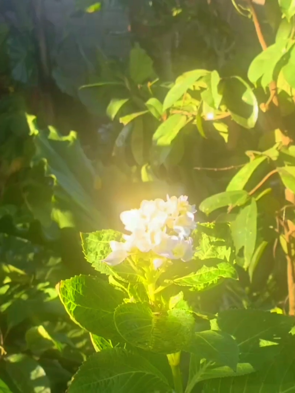 Hydrangeas blooming in my backyard💚🌸 #nature #countryside #dream #fyp #foryou 