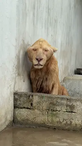 𝘼 𝙃𝙔𝘿𝙍𝙊𝙈𝙀𝘿 𝙇𝙄𝙊𝙉 𝘽𝙐𝙏 𝙄𝙏’𝙎 𝙁𝙐𝙉𝙉𝙔 🤣🤣🤣 #lion #animals #photography #scenery #explore 