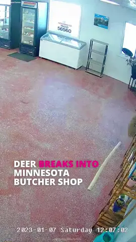 Deer Destruction: Caught on Camera.📸🦌#fyp #funny #foryou #deer #animals #funnyvideo 